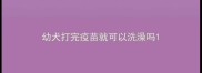 幼犬打完疫苗就可以洗澡吗