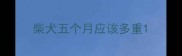 柴犬五个月应该多重