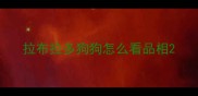 拉布拉多狗狗怎么看品相