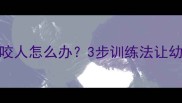 6个月大吉娃娃咬人怎么办3步训练法让幼犬变温顺伙伴