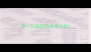 买一只泰迪幼犬多少钱