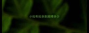 小拉布拉多到底喂多少