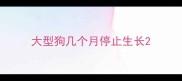 大型狗几个月停止生长