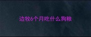 边牧6个月吃什么狗粮
