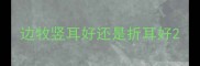 边牧竖耳好还是折耳好