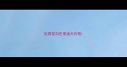 玩具型白色泰迪犬价格