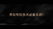养拉布拉多犬必备东西
