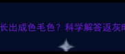 灰贵宾幼犬多久能长出成色毛色科学解答返灰时间表与养护指南