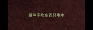 猫咪不吃东西只喝水