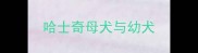 哈士奇母犬与幼犬