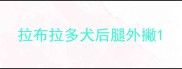 拉布拉多犬后腿外撇