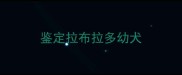 鉴定拉布拉多幼犬