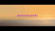 成年的拉布拉多体重
