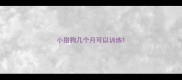 小猎狗几个月可以训练