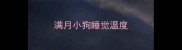 满月小狗睡觉温度