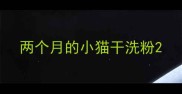 两个月的小猫干洗粉