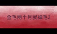 金毛两个月就掉毛