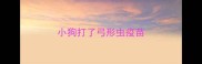 小狗打了弓形虫疫苗
