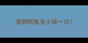 宠物鳄龟多少钱一只