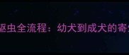 拉布拉多科学驱虫全流程幼犬到成犬的寄生虫防控指南