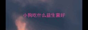 小狗吃什么益生菌好