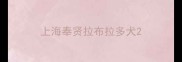 上海奉贤拉布拉多犬