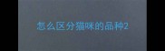 怎么区分猫咪的品种