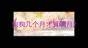 狗狗几个月才算满月