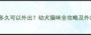 宠物疫苗后多久可以外出幼犬猫咪全攻略及外出注意事项
