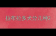 拉布拉多犬分几种