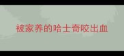 被家养的哈士奇咬出血