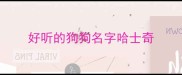 好听的狗狗名字哈士奇