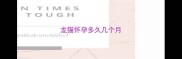 龙猫怀孕多久几个月
