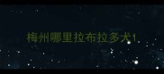 梅州哪里拉布拉多犬