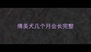 博美犬几个月会长完整