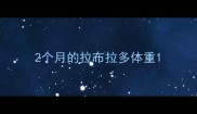 2个月的拉布拉多体重