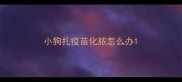 小狗扎疫苗化脓怎么办