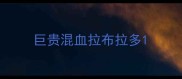 巨贵混血拉布拉多