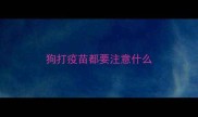 狗打疫苗都要注意什么