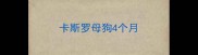 卡斯罗母狗4个月