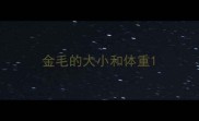 金毛的大小和体重