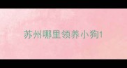苏州哪里领养小狗