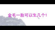 金毛一胎可以生几个