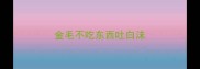 金毛不吃东西吐白沫