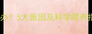 哈士奇幼犬食欲不振怎么办5大原因及科学喂养指南附专业兽医建议