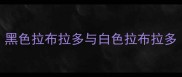 黑色拉布拉多与白色拉布拉多