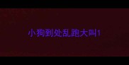 小狗到处乱跑大叫