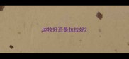 边牧好还是拉拉好