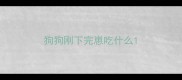 狗狗刚下完崽吃什么