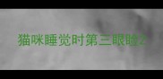 猫咪睡觉时第三眼睑